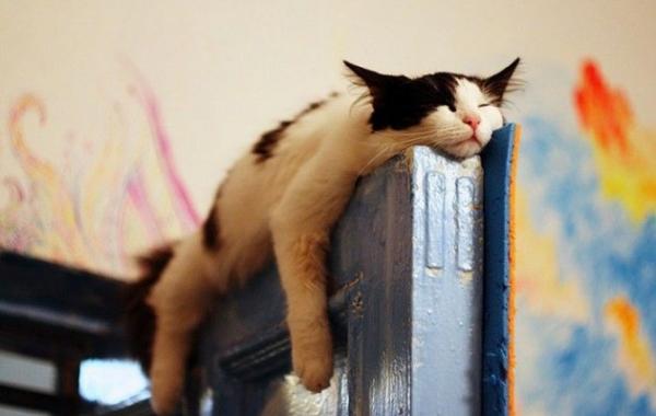кошки уснувшие в неожиданных местах 