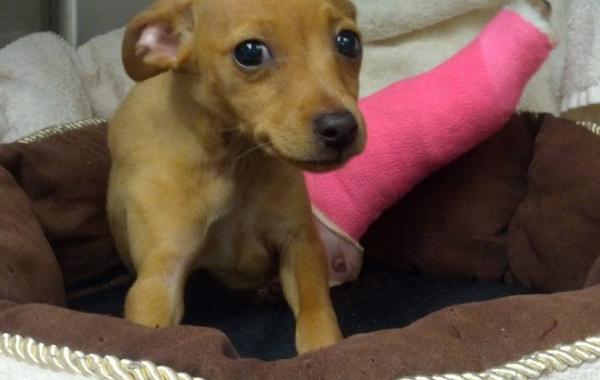 26 милейших щенков, которые доказали свою храбрость разными способами