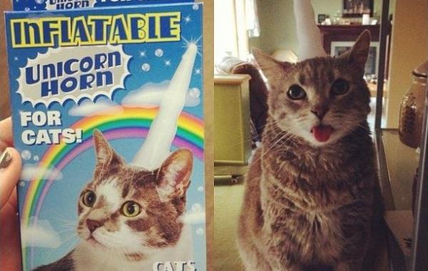 Умилительные и смешные коты с языками наружу