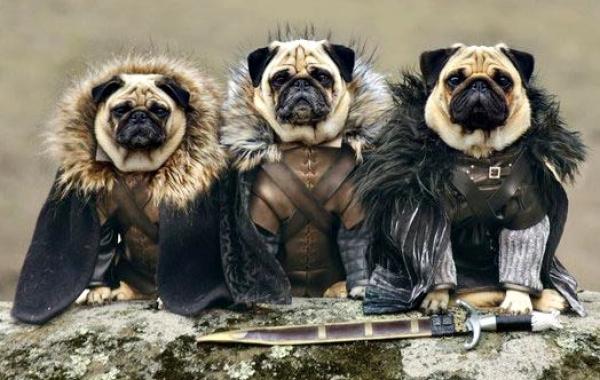 косплеи от животных, животные косплей