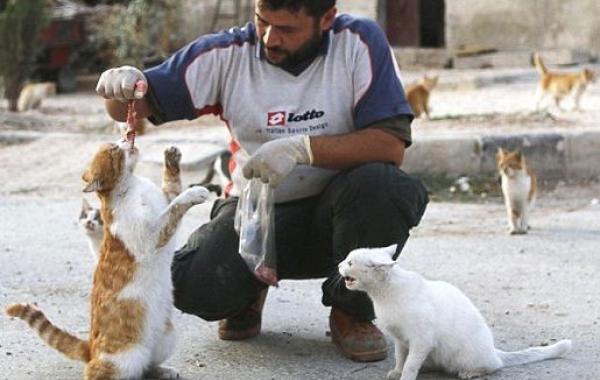 война в Сирии, водитель кормит бездомных кошек, Сирия водитель скорой помощи кормит кошек