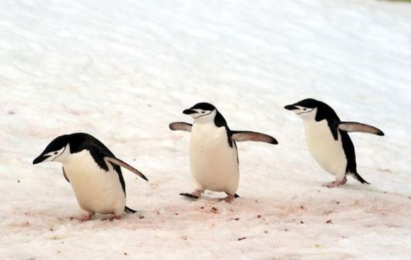 реальные пингвины из зоопарка, побег пингвинов из зоопарка, побег пингвинов из зоопарка провалился