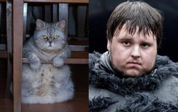 коты и игра престолов, коты похожие на героев сериала игра престолов 