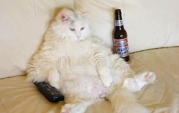 Милые зверюшки, которые забыли что они на самом деле животные