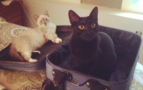 коты в неожиданных местах, Коты, которые всегда рады помочь своему хозяину