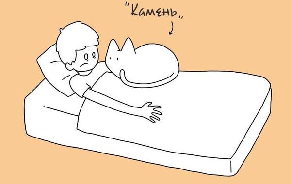 кошачьи позы сна, позы сна котов, 10 кошачьих поз сна