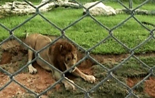 лев из клетки, лев за пределами клетки первый раз, лев впервые на свободе