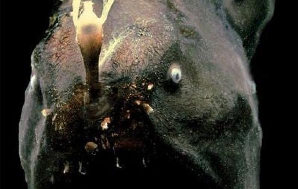 Настоящие монстры из морских глубин