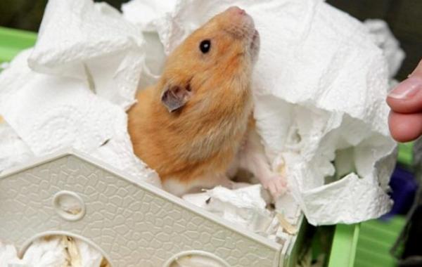 Тинк хомяк воскрес