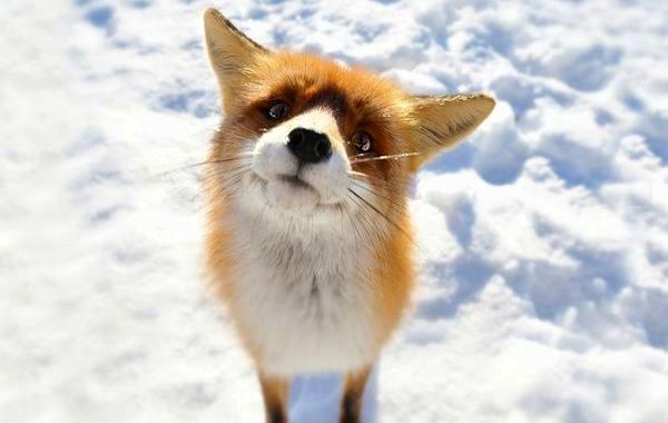 лисы зимой, зимние лисы, красивые лисы