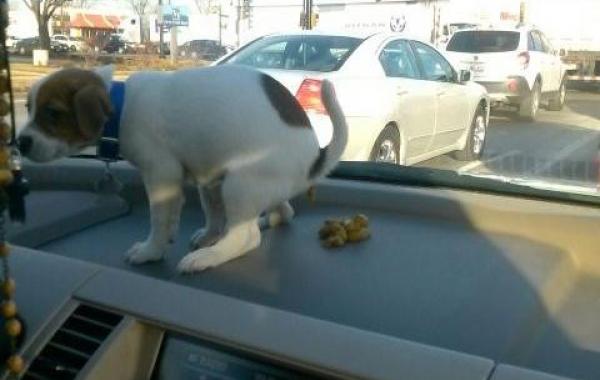 Забавные первые разы из жизни милых щенков