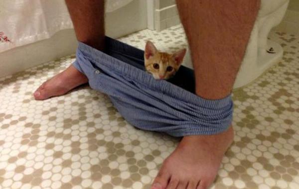 Животные, которые не могут оставить своих хозяев одних, даже в туалете..