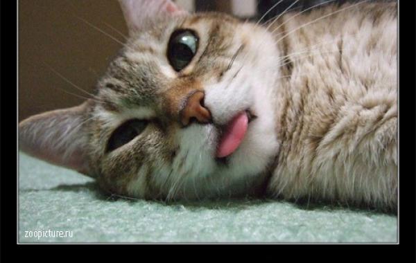 Интересные факты о кошках