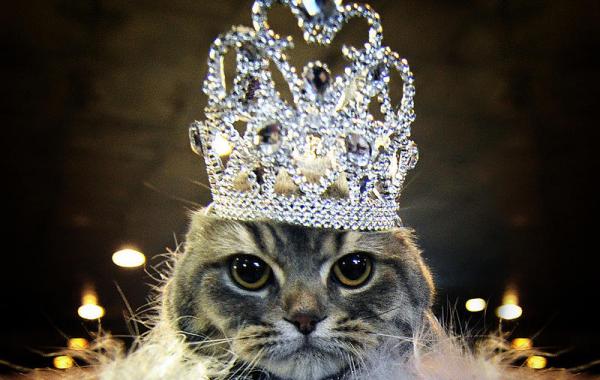 Выставка породистых кошек во Владивостоке