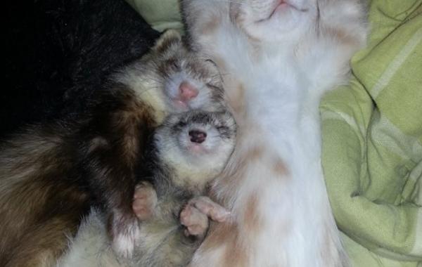 Милая и очень нежная дружба двух хорьков и рыжего котенка