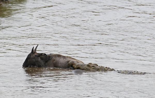 Бегемот спас антилопу гну, фотограф Вадим Онищенко Vadim Onishchenko