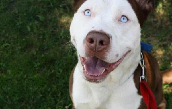 Забавные и необычные собаки, получившиеся в результате смешения разных пород