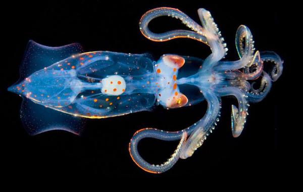 Подводный мир, подводные обитатели