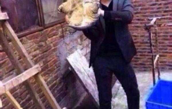 За губу укусила черепаха