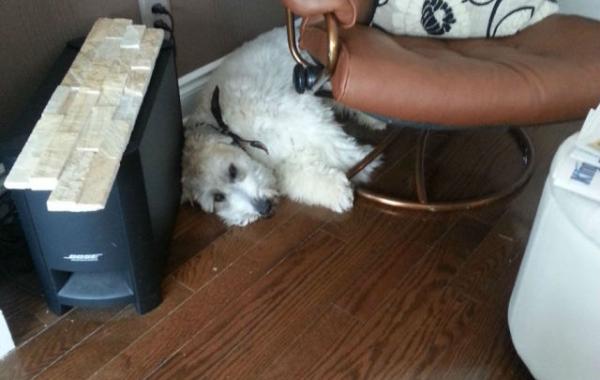 Уютная конура для любимой собаки прямо у себя дома