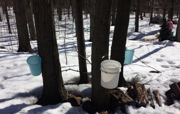 Делаем кленовый сироп своими руками