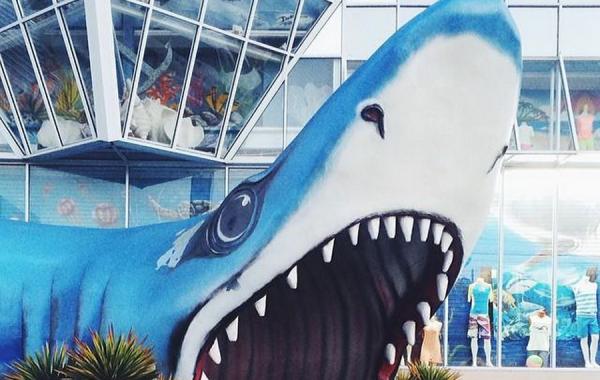 Найдите Момо! Пес, который очень любит играть в прятки