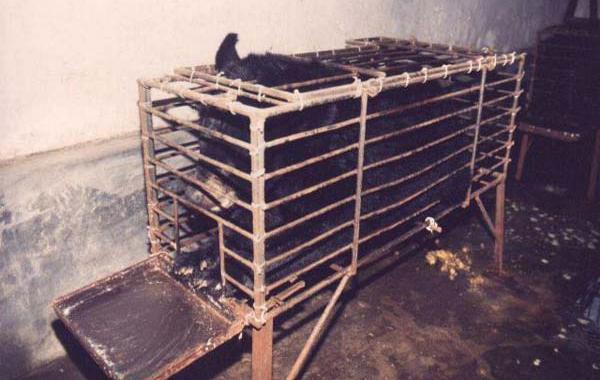 Шокирующе жестокие фермы в Азии, добывающие желчь из медведей