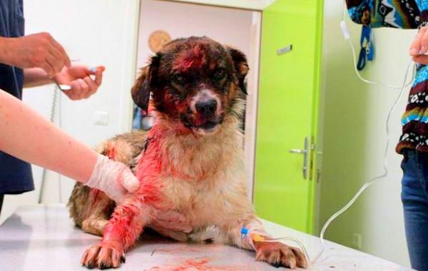 История спасения умирающей собаки, после выстрела из дробовика