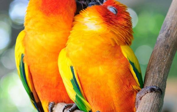 15 очаровательных фотографий поцелуев среди животных