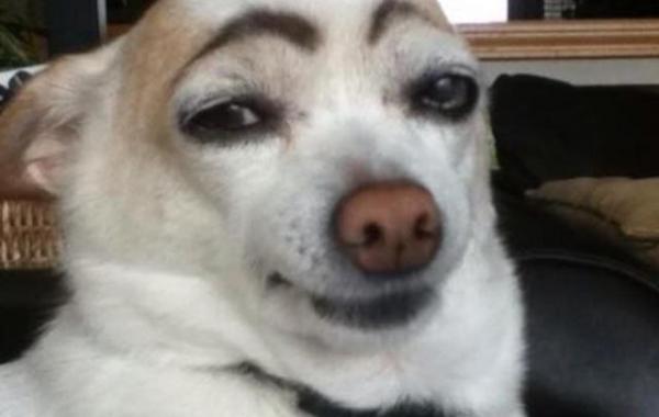 Уморительные собаки с бровями