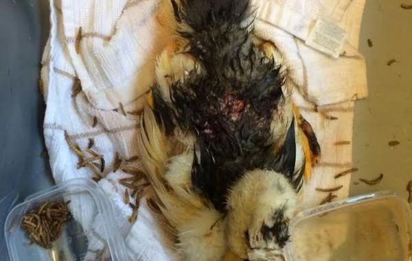 Спасение тяжелораненой утки, найденной во дворе