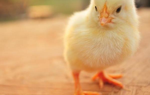 как развивается цыплёнок в яйце, цыплёнок чашка петри