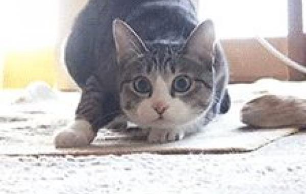 Умилительные виляния кошачьими задницами, на которые очень трудно не смотреть