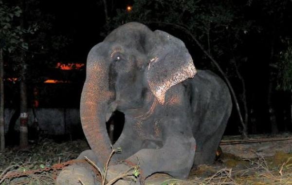 Спасение слона Раджи, который провел 50 лет в неволе