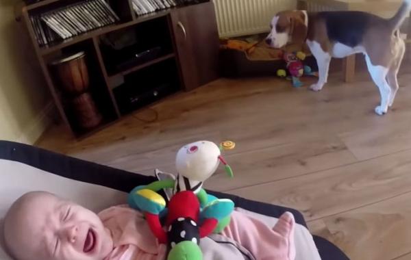 Собака закидала подарками ребенка, извиняясь за кражу одной игрушки