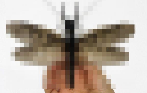 самое большое насекомое, водное насекомое китай, Megaloptera большекрылые