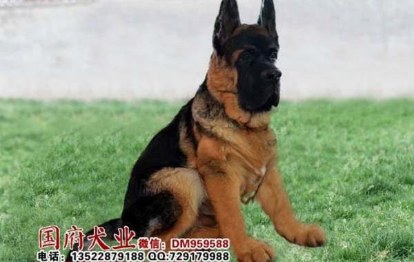 овчарка по-китайски, немецкая овчарка китай