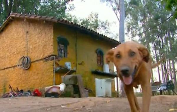 собака проходит опасный путь, чтобы накормить своих друзей