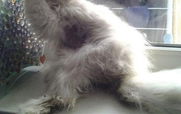 кот персик,спасение кота, кот до и после