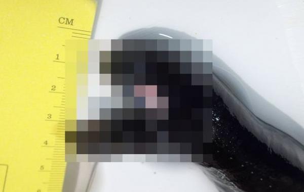 Рыбаки случайно выловили страшную рыбу, похожую на монстра из фильма "Чужой"