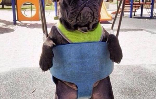 Смешные мысли собак, которым чуждо человеческое веселье