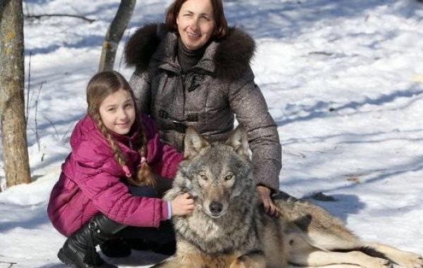 Семья из Белоруссии держит стаю волков в качестве домашних животных