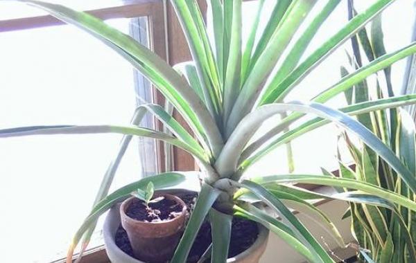 Как выглядит ананас выращенный в домашних условиях 