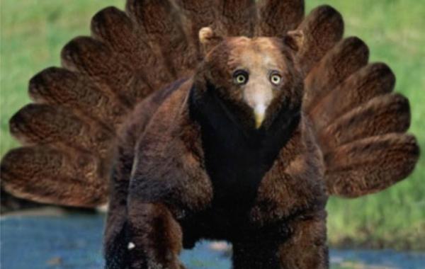 Как бы выглядели медведи, если бы у них был клюв