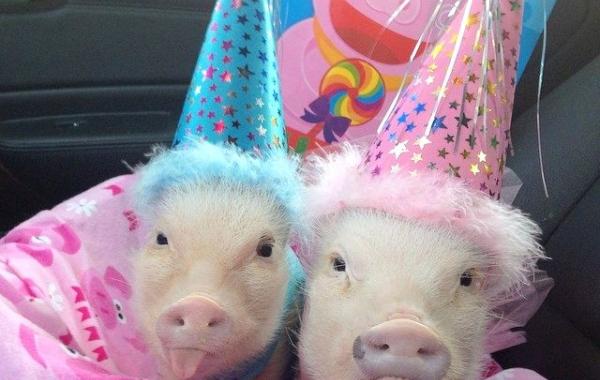 Priscilla pig, Присцилла мини поросёнок