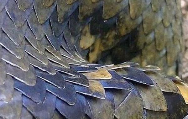 Поймал анаконду на рыбалке, Себастьян Баскуле, Sebastian Baskule