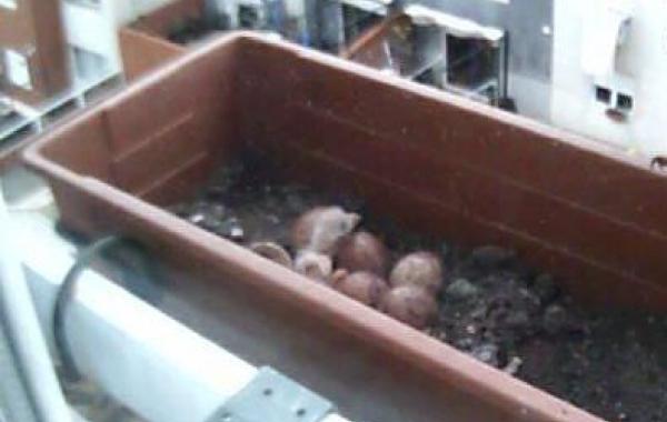 сокол свила гнездо в цветочном горшке, сокол гнездо в квартире, сокол отложила яйца в цветочный горшок квартиры