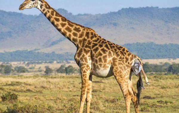 Рождение жирафа фотографии, рождение жирафа в дикой природе, родился маленький жираф