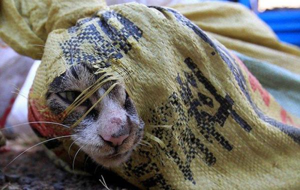 500 кошек были спасены от поедания в одном из китайских ресторанов