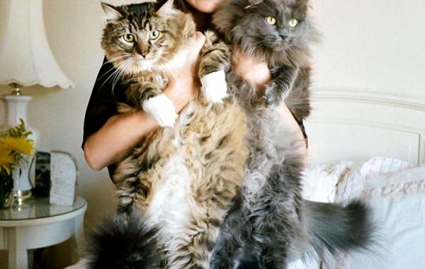 девушки и кошки, кошатницы